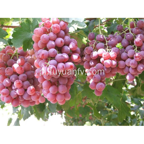 Najlepsza jakość i cena czerwonego winogrona